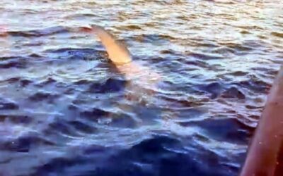 Video.- Avistan tiburón en La Pesca, Tamaulipas